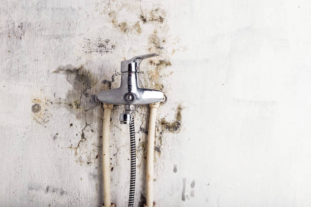 Best Office Mold Removal Services  in East Prairie, MO