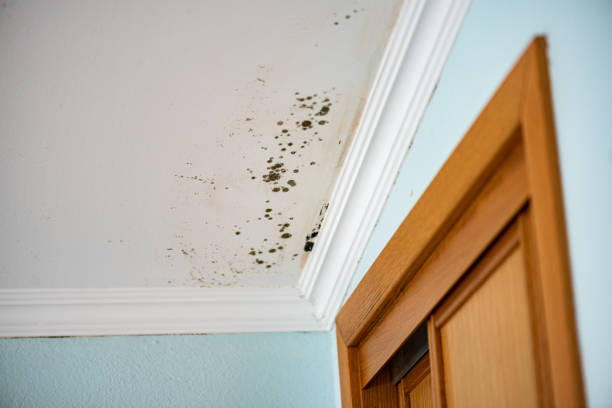Best Local Mold Removal Service  in East Prairie, MO
