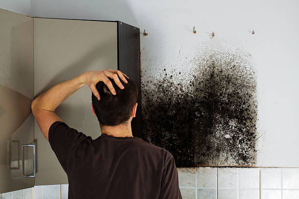 Best Home Mold Removal  in East Prairie, MO