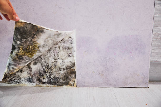 Best Crawl Space Mold Removal  in East Prairie, MO